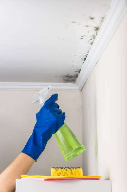 Best Black Mold Removal  in Fairless Hills, PA